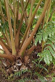 Image result for Ptisana