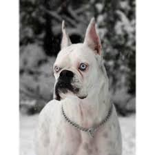 Black And White Boxer Bulldog Mix Stunning White Boxer No I Don T Condone Ear Cropping This Isn T My Dog Boxer Puppies Black Boxer Puppies White Boxer Dogs