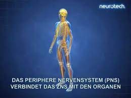 Neurowissenschaften und der medizin, wie die entwicklung von therapeutika gegen akute und chronische entzündungen des zns und pns, aufschließen. Grundlagen 1 Das Nervensystem Zns Pns Neurotech Youtube
