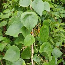 Image result for Menispermaceae