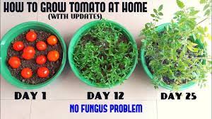To transfer a tomato plant into the ground, start by digging a hole approximately twice as big as the current pot or root ball. How To Grow Tomato At Home Easiest Method Ever With Updates Youtube