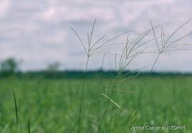 Image result for Digitaria milanjiana