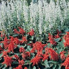 Salvia White Victory 50 Seeds In 2021 Flower Seeds Annual Flowers Salvia Plants