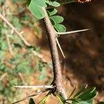 Image result for Acacia permixta