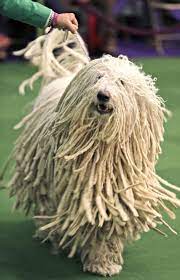 meet the dogs of the 2015 westminster dog show westminster dog show komondor dreadlock dog