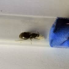 Матка черного муравья