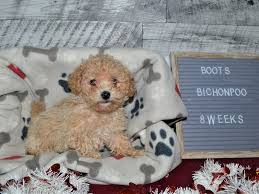 They are suitable for show and also serve as the classic home dogs. Bichon Poo Petland Dunwoody Puppies For Sale