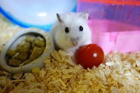 Feed your hamster once per day in either the morning or evening. The Best Dwarf Hamster Foods What To Feed Your Hamster Diet Guide