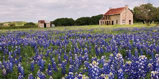February through march is the best time to see the flowers of yangmingshan national park in full bloom. See Bluebonnet Season In Texas Hill Country Sun Rv Resorts
