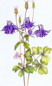 Check spelling or type a new query. Flowers Drawings Inspiration Google Image Result For Www Plushart Co U Flowers Tn Leading Flowers Magazine Daily Beautiful Flowers For All Occasions