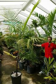 Image result for Hyophorbe indica