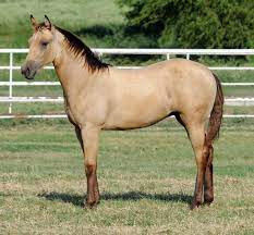 Quarter horses most beautiful animals beautiful horses andalusian horse buckskin horses dun horse thoroughbred all the pretty horses clydesdale. Buckskin Quarter Horse Stallions Buckskin Dun Quarter Horse Horses Cream Pinterest Horses Horses Quarter Horse Palomino Horse