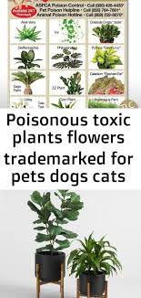 Apr 12, 2019 · the list of toxic flowers, shrubs, trees, and vines reaches into the hundreds, and includes many that are popular among gardeners. Poisonous Toxic Plants Flowers Trademarked For Pets Dogs Cats Emergency Home Alone 5 X 7 Veterin 8 Toxic Plan Plants Cat Emergency Easy Care Indoor Plants