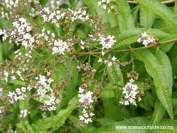 Image result for Aloysia citrodora