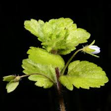 Image result for Veronica abyssinica