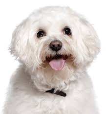 Still need help finding a maltese puppy to adopt? Maltese Puppies For Sale Adoptapet Com