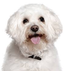 2.2 windy way hill puppies. Maltese Puppies For Sale Adoptapet Com
