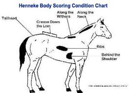 equine body condition scoring uf ifas extension marion county