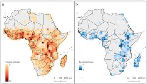 Image result for Vigna mildbraedii