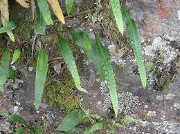Image result for Pleopeltis macrocarpa