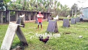 Untuk itu, anda harus mencari tahu informasi dan gambar ayam bangkoklebih dahulu agar tidak tertipu atau salah memilih. Nusabali Com Gagal Ternak Babi Beralih Ternak Ayam Petarung