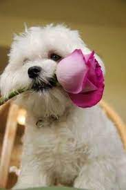 Check spelling or type a new query. 21 One Pretty Dog With Flowers For You Ideas Pretty Dogs Cute Dogs Cute Puppies