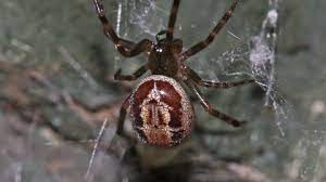The nobel false widow spider has made its presence in ireland known after reports emerged that two how to know if you have been bitten. False Widow Spider The Wildlife Trusts