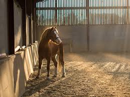 101 Nombres Para Caballos Y Yeguas Pet Posts