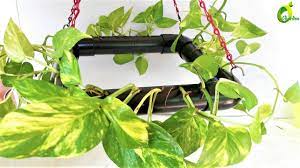Pin On Money Plant