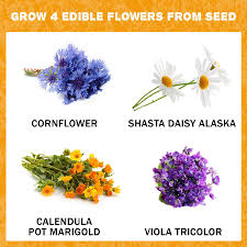 There are 4835 edible flowers for sale on etsy, and they cost £6.69 on. Edible Flower Kit 4 Types Of Culinary Flowers To Grow From Seed Edible Flowers Uk Edible Flowers Flower Seeds