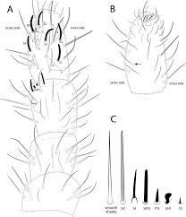 Anggaran dasar organisasi amatir radio indonesia mukadimah b ahwa sesungguhnya kegiatan amatir radio merupakan penyaluran bakat yang penuh manfaat sehingga telah mendapatkan tempat dalam kehidupan bangsa indonesia. A C Hypogastrura Ottawana Sp Nov Antennae A Ant I Iv Left Dorsal Download Scientific Diagram
