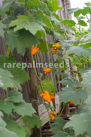 Image result for Solanum mammosum