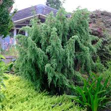 Image result for Juniperus