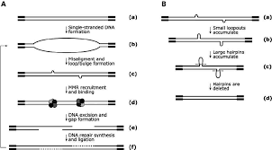Hypothetical Mechanistic Models Of Somatic Trinucleotide Repeat Download Scientific Diagram
