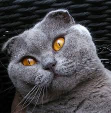 Scottish Fold Cats A Complete Guide The Happy Cat Site