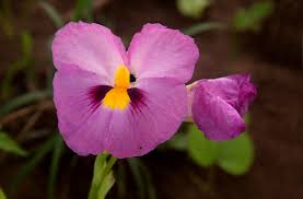 Image result for Siphonochilus