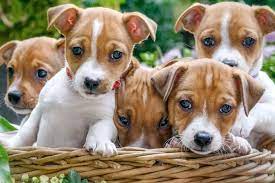 Is My Jack Russell Pregnant Easy To Tell