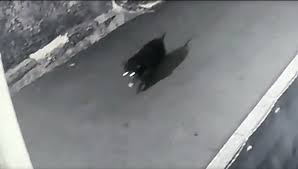 Dari video dan narasi yang beredar, babi. Babi Ngepet Berkeliaran Di Depok Sudah Terungkap Prestasi Reformasi