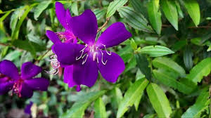 Image result for Melastomataceae