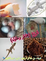 البرص أو الوزغ أبو بريص هو حيوان زاحف وله أجناس وفصائل عديدة يعيش في مختلف أجزاء الكرة الأرضية، يتميز بالجلد الرقيق يميل لونه إلى الأخضر أو البني، وقد. Ø§Ù„ÙˆØ²Øº Ø§Ø¶Ø±Ø§Ø±Ù‡ ØªØ±Ø¨ÙŠØ© Ø§Ù„Ø­Ø³ÙˆÙ† ÙÙŠ Ø§Ù„ÙˆØ·Ù† Ø§Ù„Ø¹Ø±Ø¨ÙŠ Facebook
