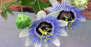 Did You Know Why This Plant Is Known As Krishna Kamal Passiflora Caerulea Passiflora Plants