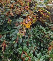 Image result for Berberis darwinii