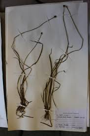 Image result for Xyris anceps