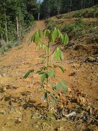 Projek Tanam Getah Menanam Tanaman Tahunan Tanaman
