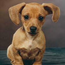 Join millions of people using oodle to find puppies for adoption, dog and puppy listings, and other pets adoption. Dachshund Puppy Care