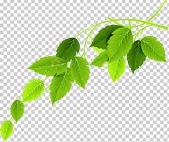 green leaf png clipart background green branch branches clover dark green free png download green leaf png clipart background