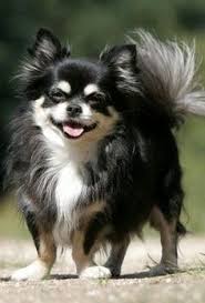 Long Hair Chihuahua This Looks Like Asher Only He Was Mixed With Spaniel And Had Floppy Ears Miss You Both Chihuahua Dogs Chihuahua Puppies Chihuahua