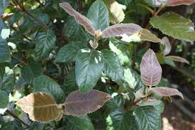 Image result for Curtisia dentata