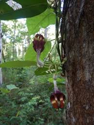 Image result for Ceropegia stenantha
