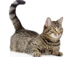 Cat Facts What Does It Mean When A Cat Wags Its Tail Petmd Cat Facts Cat Behavior Cats